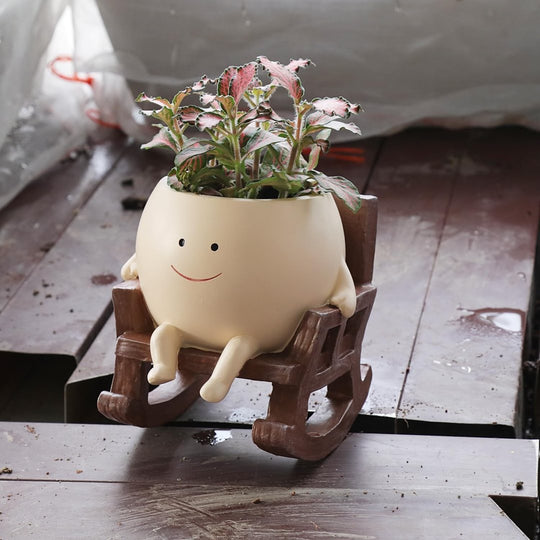 La maceta con fittonia de referencia